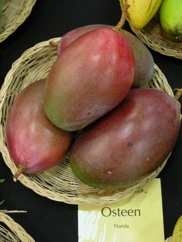 Pianta mango osteen - pianta, di