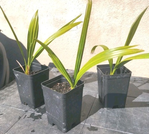 Phoenix reclinata palma - phoenix,