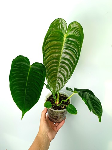 Anthurium veitchii narrow - veitchii,