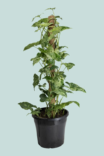 Syngonium podophyllum mojito - podophyllum, "mojito"