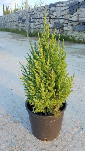 Juniperus stricta ginepro - stricta,