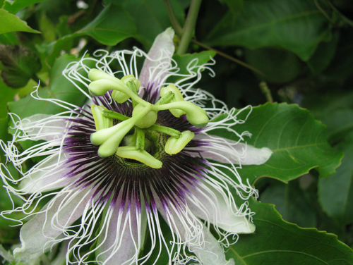 Passiflora edulis flavicarpa - passiflora,