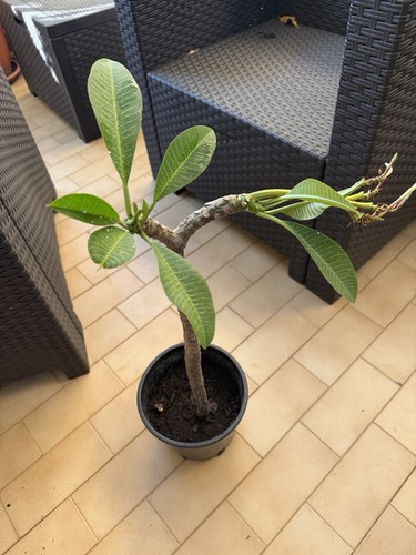 Plumeria palermo princess - palermo,