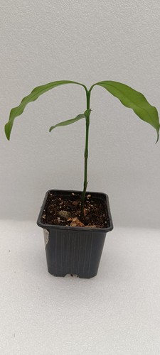 Garcinia humilis piantina - , in