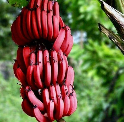Banana rosso pianta di musa - rosso,